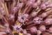 Allium ampeloprasum ---EM---L.