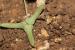 Astragalus asterias ---EM---Hohen