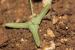 Astragalus asterias ---EM---Hohen