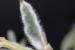 lupinus pilosus---EM---L.