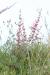 Salvia hierosolymitana---EM---Boiss. 