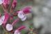 Salvia hierosolymitana---EM---Boiss. 