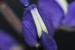 lupinus pilosus---EM---L.