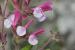 Salvia hierosolymitana---EM---Boiss. 