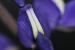 lupinus pilosus---EM---L.
