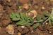 Astragalus asterias ---EM---Hohen