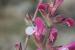 Salvia hierosolymitana---EM---Boiss. 