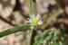 Mesembryanthemum nodiflorum ---EM---L.