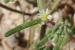 Mesembryanthemum nodiflorum ---EM---L.