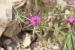 Centaurea hyalolepis ---EM---Boiss.