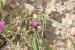 Centaurea hyalolepis ---EM---Boiss.