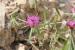 Centaurea hyalolepis ---EM---Boiss.