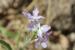 Matthiola livida ---EM---(Delile) DC.