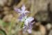 Matthiola livida ---EM---(Delile) DC.