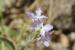 Matthiola livida ---EM---(Delile) DC.