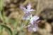 Matthiola livida ---EM---(Delile) DC.