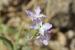 Matthiola livida ---EM---(Delile) DC.