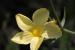 Linum mucronatum---EM---Bertol. 