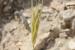 Hordeum spontaneum  ---EM---K.Koch