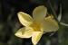 Linum mucronatum---EM---Bertol. 