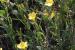 Linum mucronatum---EM---Bertol. 