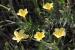 Linum mucronatum---EM---Bertol. 