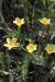 Linum mucronatum---EM---Bertol. 