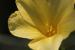 Linum mucronatum---EM---Bertol. 