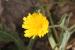 Picris amalecitana  ---EM---(Boiss.) Eig