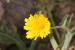 Picris amalecitana  ---EM---(Boiss.) Eig