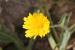 Picris amalecitana  ---EM---(Boiss.) Eig