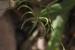 Rhagadiolus stellatus  ---EM---(L.) Gaertn.