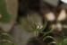 Rhagadiolus stellatus  ---EM---(L.) Gaertn.