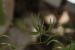 Rhagadiolus stellatus  ---EM---(L.) Gaertn.