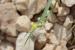 Koelpinia linearis  ---EM---Pall.