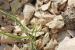 Koelpinia linearis  ---EM---Pall.