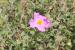 Cistus creticus ---EM---L.