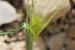 Hordeum spontaneum  ---EM---K.Koch