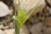 Hordeum spontaneum  ---EM---K.Koch