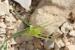 Hordeum spontaneum  ---EM---K.Koch