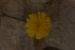 Picris amalecitana  ---EM---(Boiss.) Eig