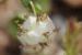 Trifolium clusii ---EM---Godr. & Gren.