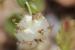 Trifolium clusii ---EM---Godr. & Gren.