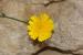 Picris amalecitana  ---EM---(Boiss.) Eig