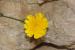 Picris amalecitana  ---EM---(Boiss.) Eig