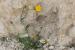 Picris amalecitana  ---EM---(Boiss.) Eig