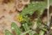 Sisymbrium irio---EM---L.