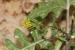 Sisymbrium irio---EM---L.