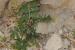 Sisymbrium irio---EM---L.