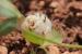 Trifolium clusii ---EM---Godr. & Gren.